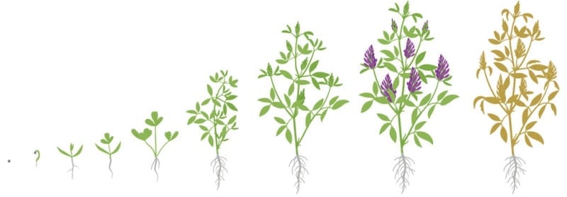 how to trim alfalfa plant in depth pruning guide