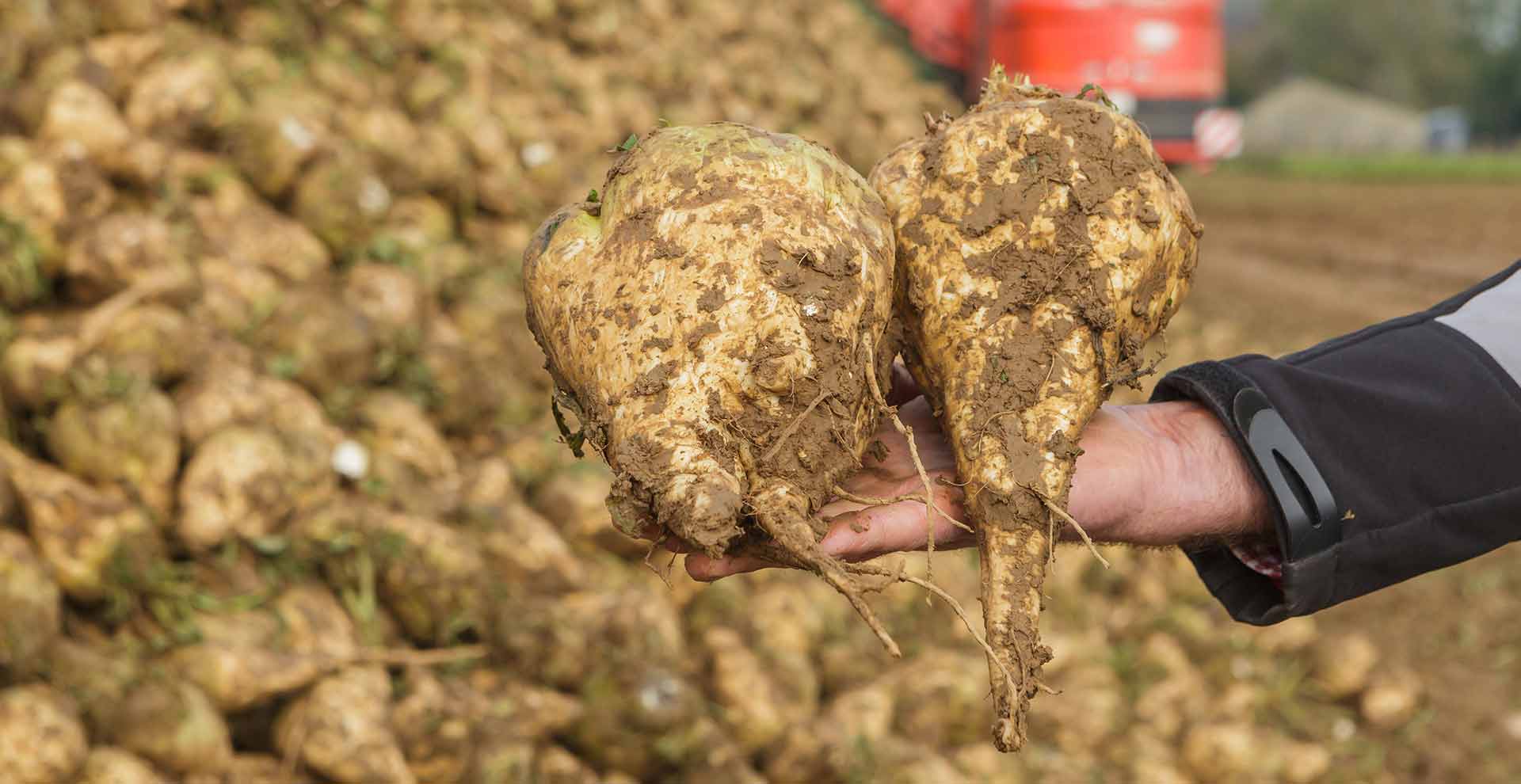 Sugar Beet - Agrifac United Kingdom